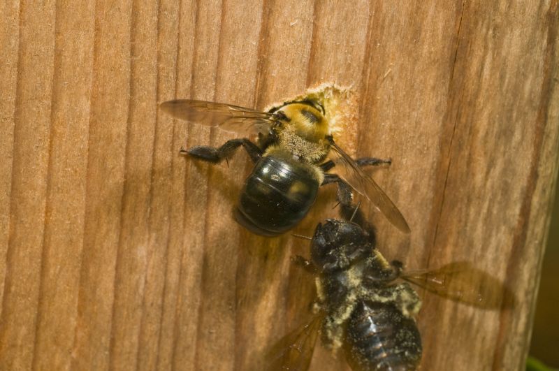 Carpenter Bee Removal