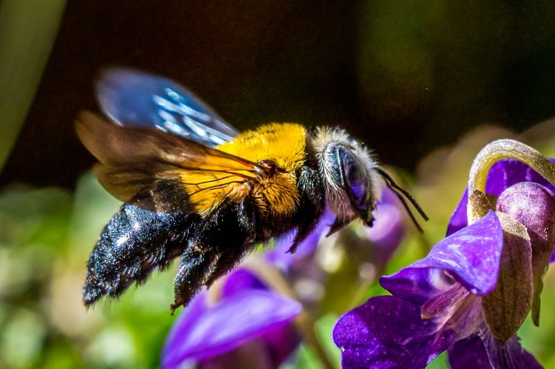 Carpenter Bee Removal