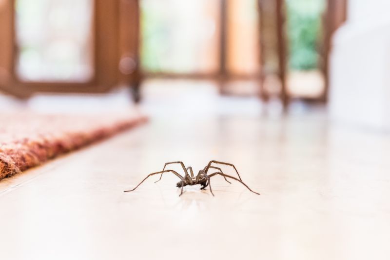 Black Widow Extermination in Rockwall, TX