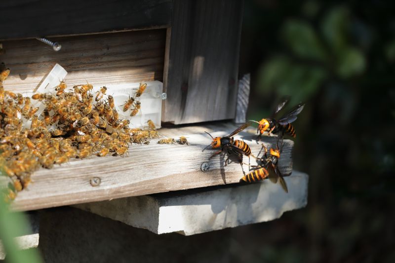 Carpenter Bee Removal