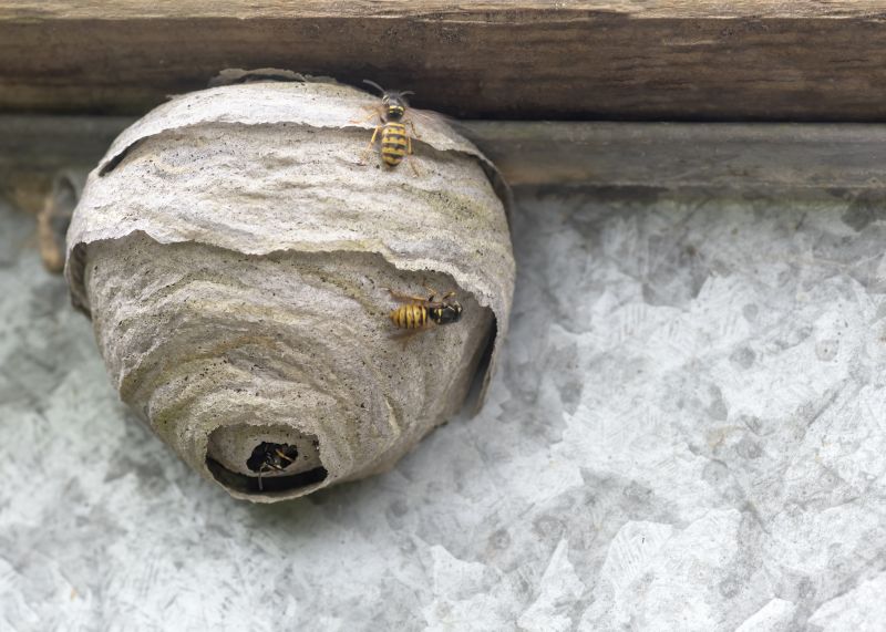 Carpenter Bee Removal