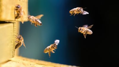 Carpenter Bee Removal