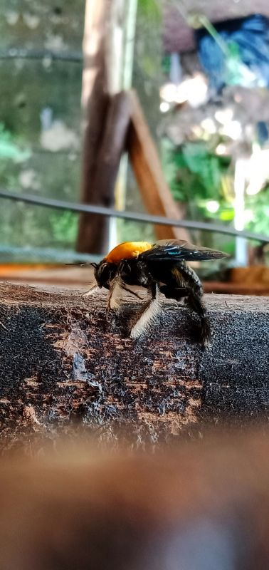Removing Carpenter Bees