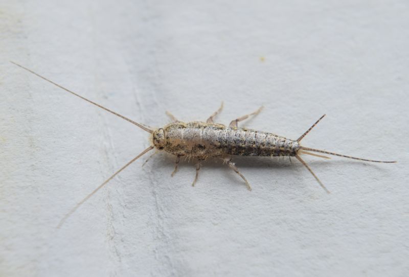 Centipede Extermination in Katy, TX