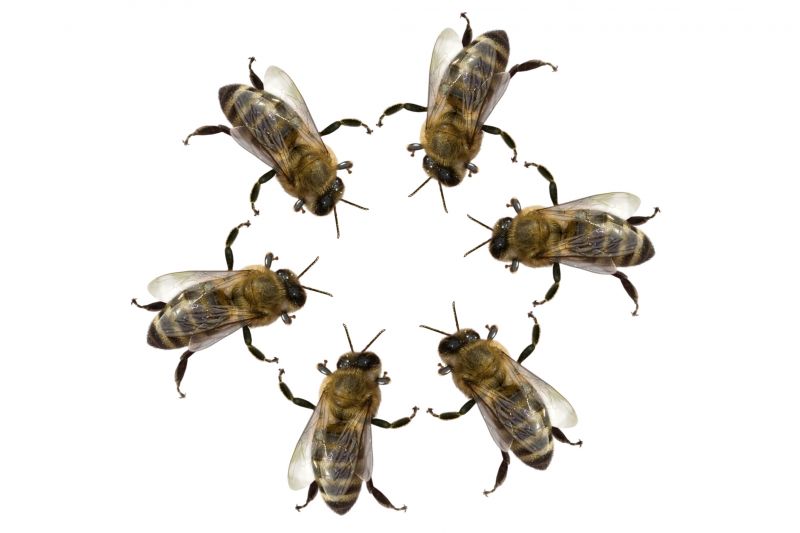 Health And Safety Risks Associated With Bee Infestations