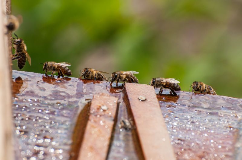Health And Safety Risks Associated With Bee Infestations