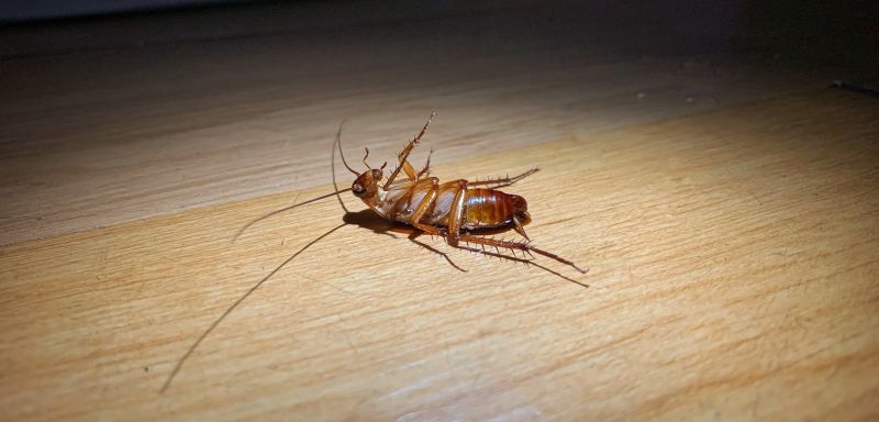 Roach Removal