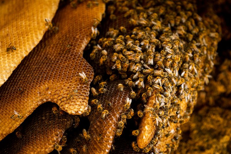 Signs You Have Bees Nesting In Your Home Or Building
