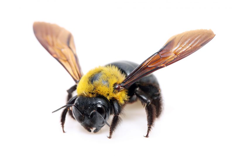 Specialized Bee Removal Services