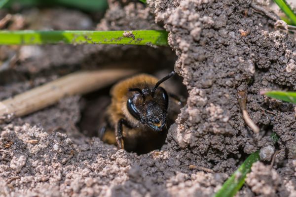 Grow your Carpenter Bee Removal business